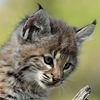 mrtophatcat5