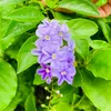 phm.tuyt711