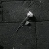 anti_thit_cho_283