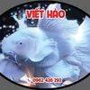 Viết Hào Phi Tần