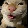 soicaidaubuoidmm