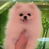 davidethestarpoms