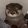 vngnhnht