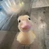 chipdangyeuvcl2