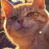 nananumeow5456