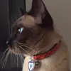 that_siamese_cat3