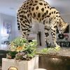 usersweetservalcat