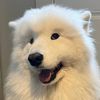 zandog69
