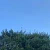 edilsonsilva0334