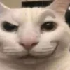 sicodyto