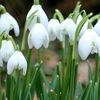 snowdrop1893