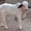 dilshad5576