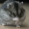 kupu.sabusumi