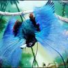 giay.nico