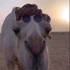 a.5llna