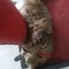 luna8386113796183