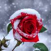 user421002424261