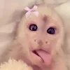 kayl4qwss