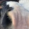 horses_.balcurvie