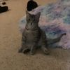 bugsattackcats2