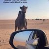 الدوسريي🐎