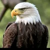 thegamezone32
