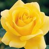 roseo.boscan