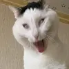 catchuubii