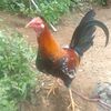 shagui.gallo.de.o