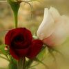 shahji5631