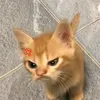 zzazoiie