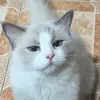 thelangawhuntress
