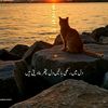mahi.murtaza
