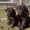 LabradorKennel