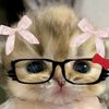 gatita_20208