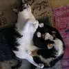 lavie2cats