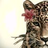 lanaalharbi9