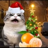 happy_christma_cat