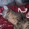 catpause11