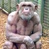 baldape45