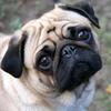 cupcake_the_pug