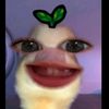 kaylaasukaaloopy