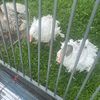 sebigeese
