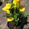 suzannejohnson0502