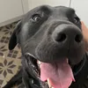 dogsfrfr0
