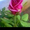 user7990682761499n