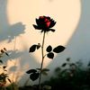 maham67551