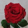 rose_dream_