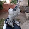 lightbrahma.farms