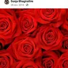 sonjabhagirathie